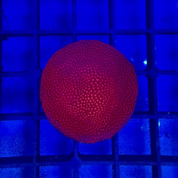 Red Montipora Colony