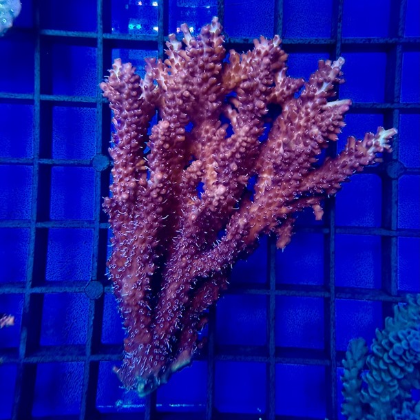 Oz Acropora Colony