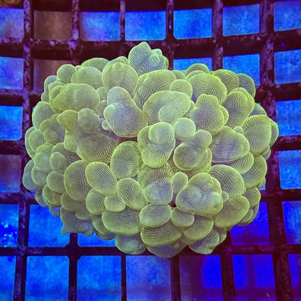 Green Bubble Coral