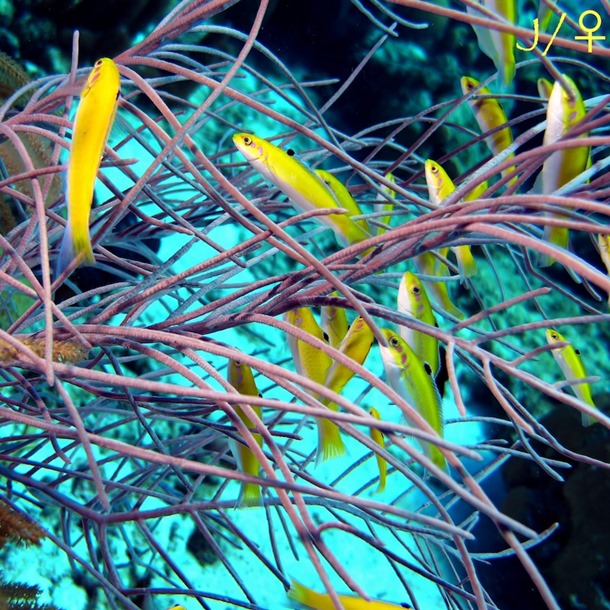 Bluehead Banana Wrasse