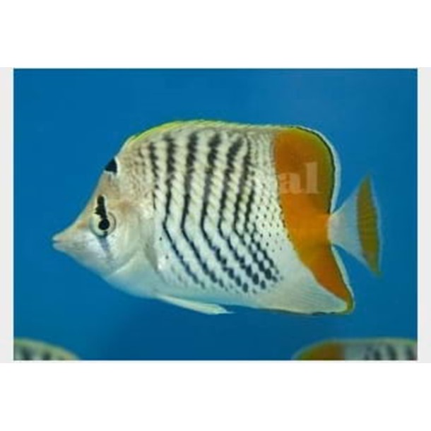 Madagascar Pearlscale Butterflyfish