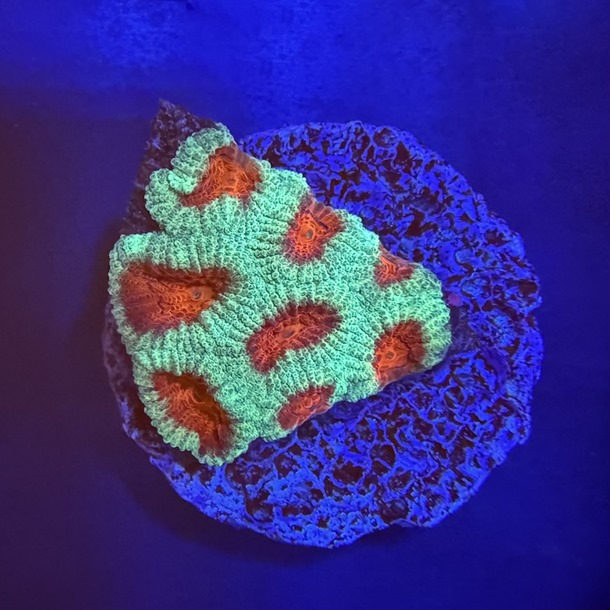 Christmas Favia Frag