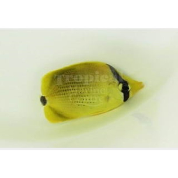 Dotted Butterflyfish