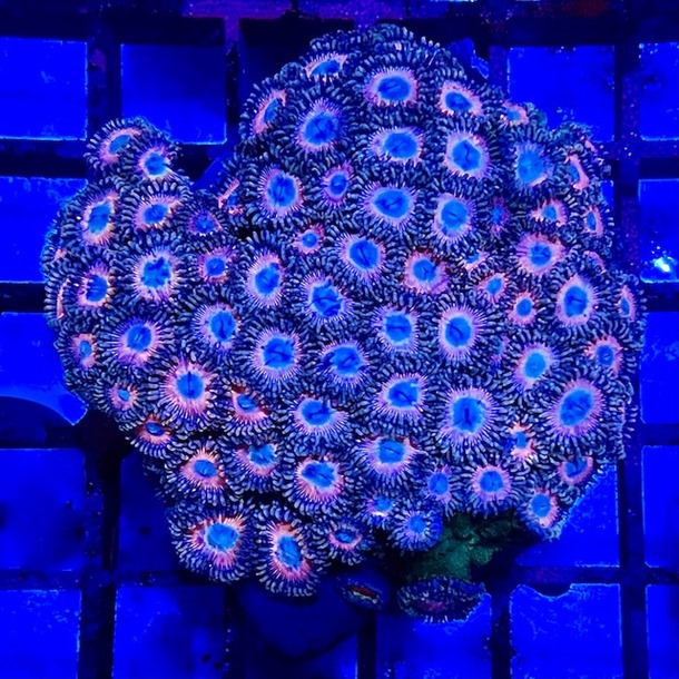 Baby Pink & Blue Ultra Zoa Colony