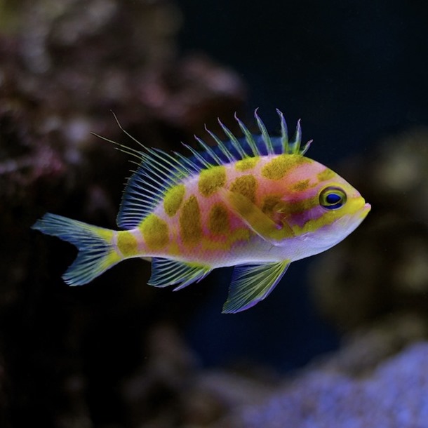 Blotched Anthias