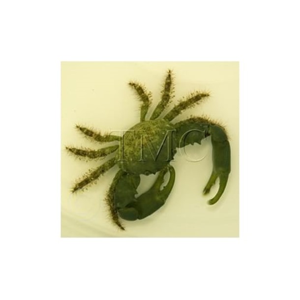 Emerald Crab