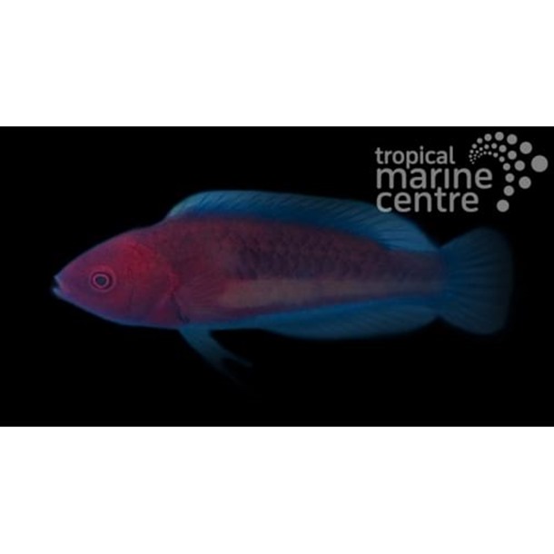 Yellowband Fairy Wrasse