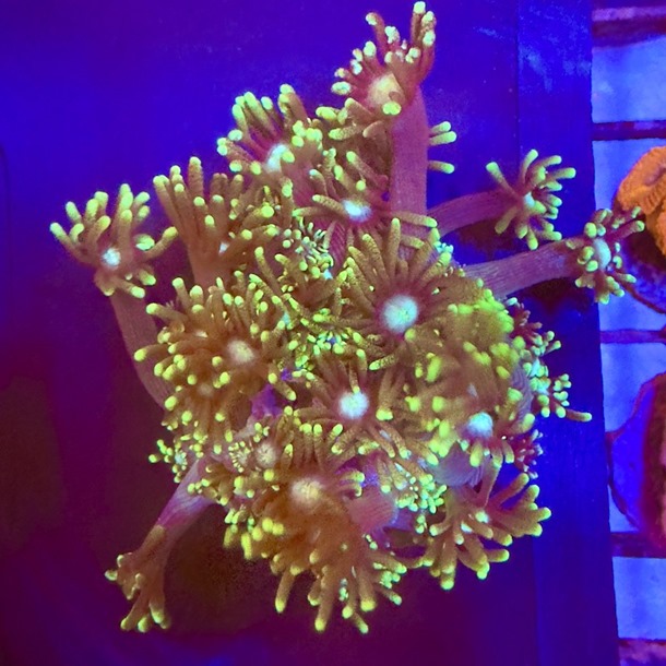 Grinch Goniopora Frag