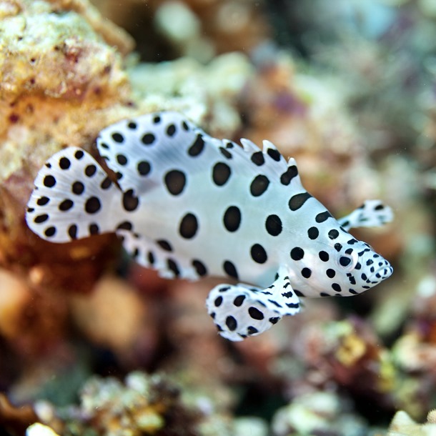 Panther Grouper