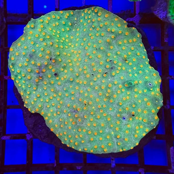 Jingle Bells Cyphastrea