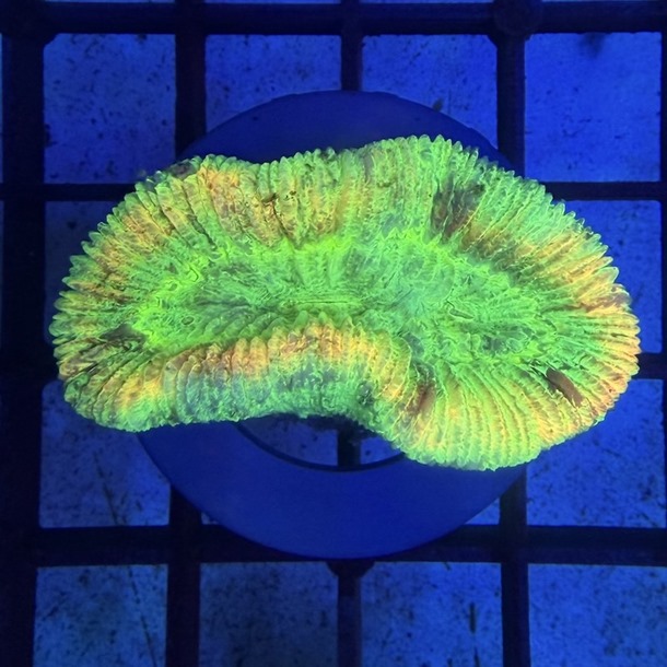 Rainbow Trachyphyllia