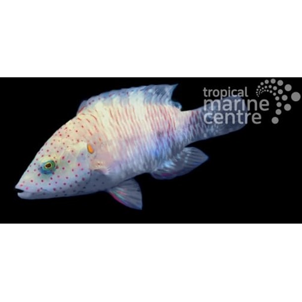 Broomtail Maori Wrasse