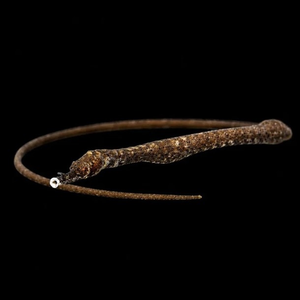 Bent Stick Pipefish