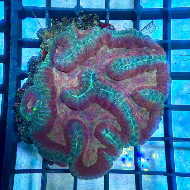 Red Margin Symphyllia