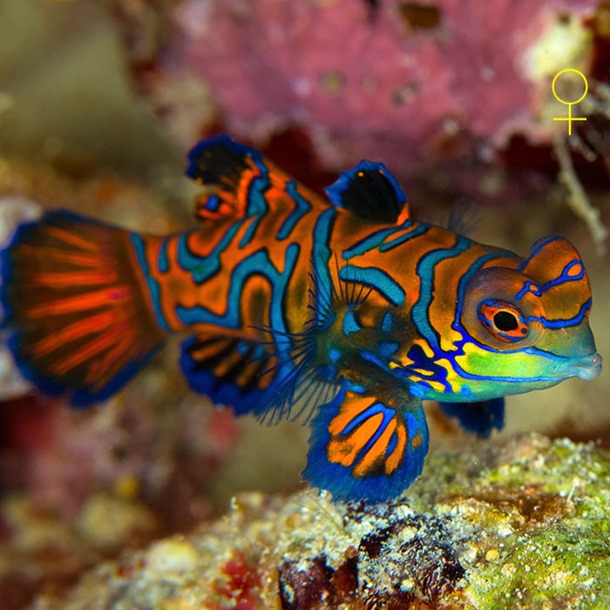 Mandarin Fish