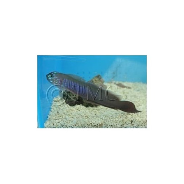 Blue Barred Ribbon Goby