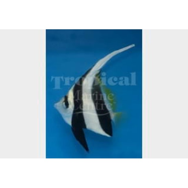 Black and White Bannerfish