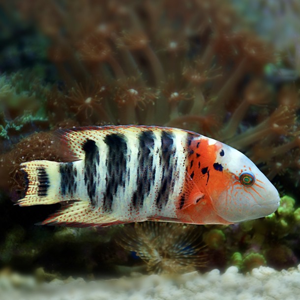 Red Breast Maori Wrasse