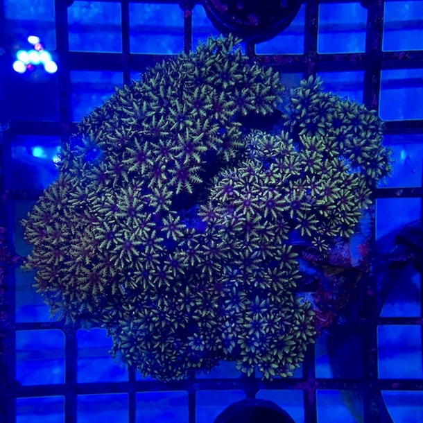 Blue Cauliflower Coral