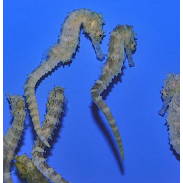 Tiger Tail Seahorse