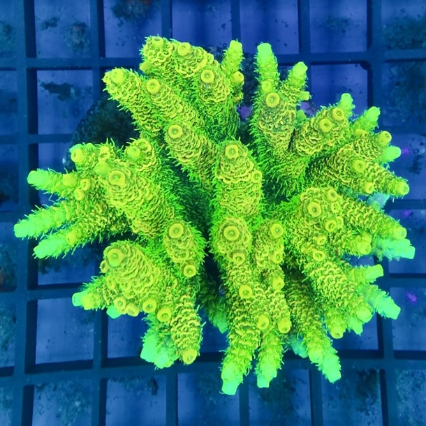 Acropora Colony