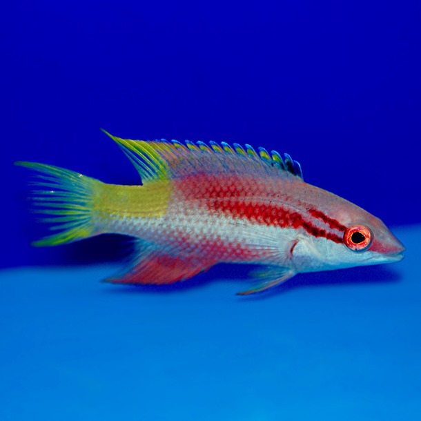 Cuban Hogfish