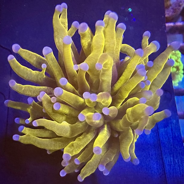 Golden Torch Frag