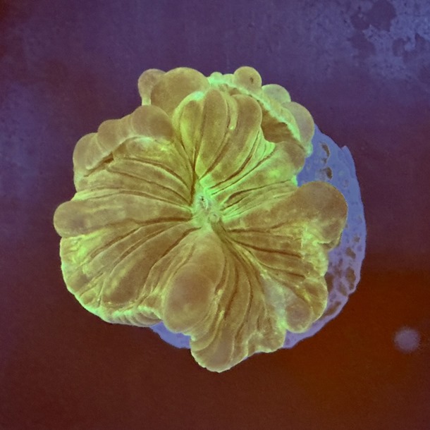 Green Fox Coral Frag