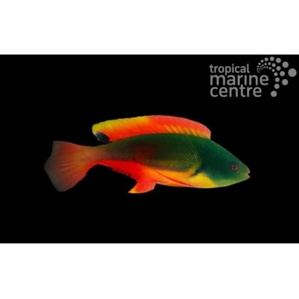 Scott's Fairy Wrasse