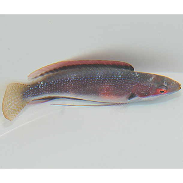 Katherine's Fairy Wrasse