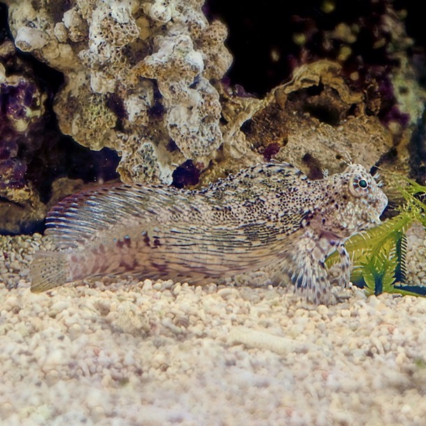 Algae Blenny