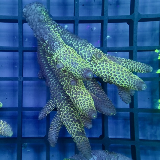 Oz Acropora Colony