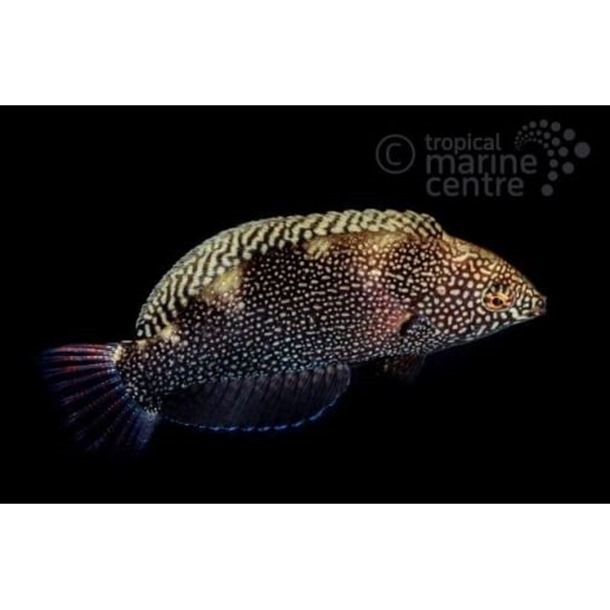 Black Leopard Wrasse