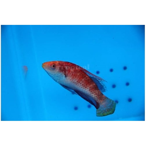 Tonozukai's Fairy Wrasse