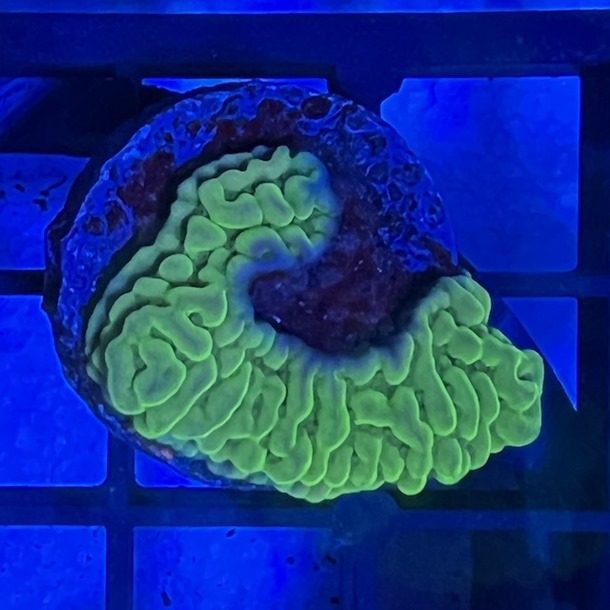 Green Monti Frag