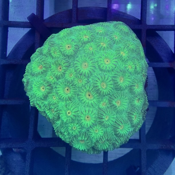 Orange Eye Favia Colony