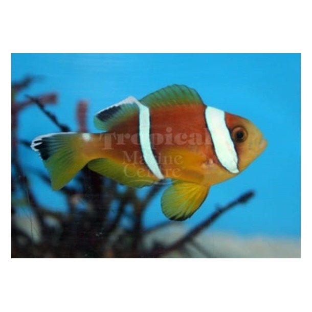 Two Band Clarkii Clownfish