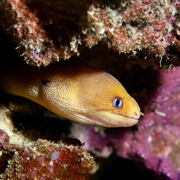 Golden Dwarf Moray Eel