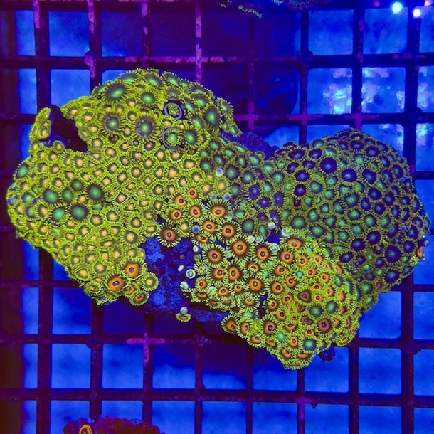 Enfys Zoa Colony