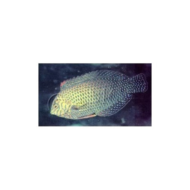 Potter's Leopard Wrasse