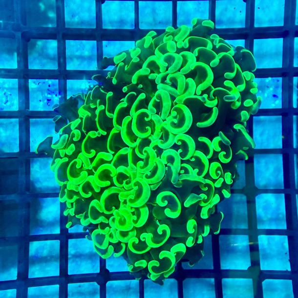 Ultra Green Hammer Coral