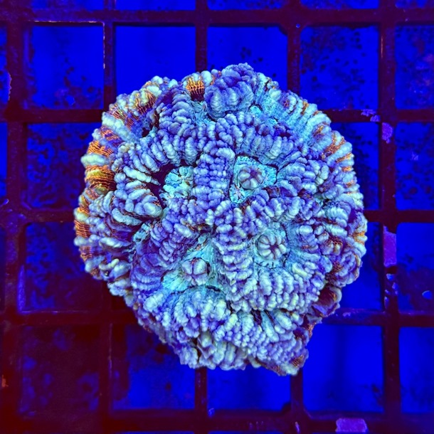 Pastel Brain Coral