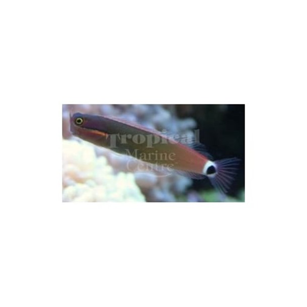 Goldstreak Blenny