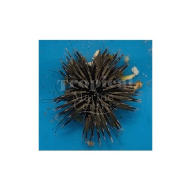 Rock Boring Urchin