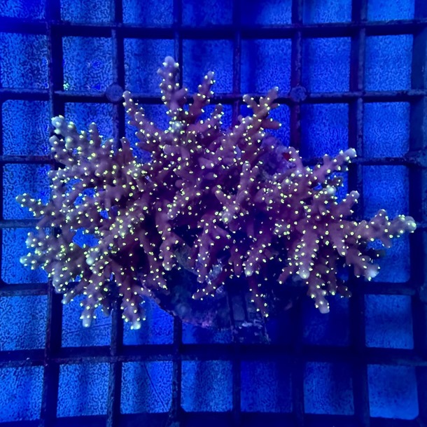 Acropora Colony