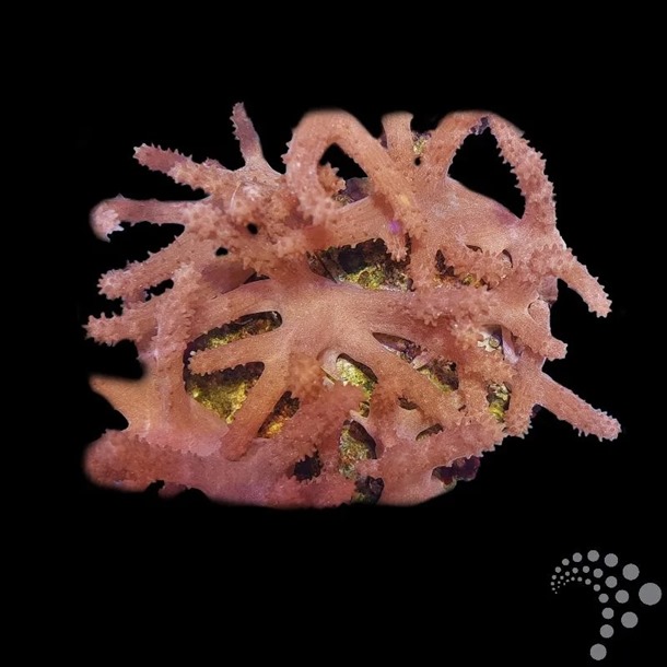 Soft Finger Coral