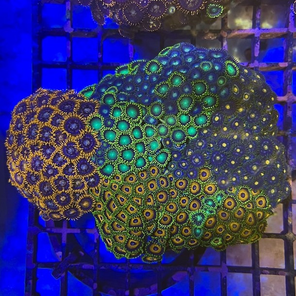 Enfys Zoa Colony