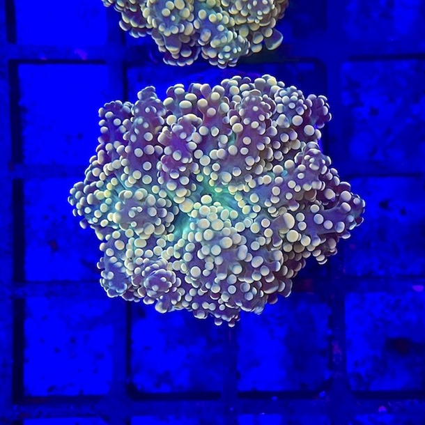 Orange Frogspawn Frags