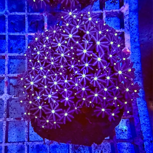 Jasmin Coral