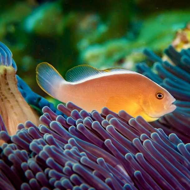 Orange Skunk Clownfish